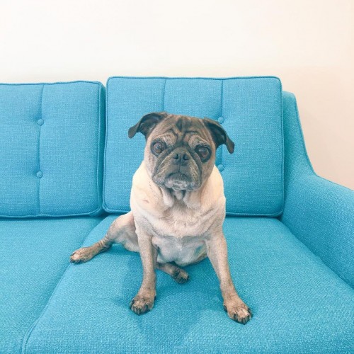 Pet Friendly Fabrics Joybird