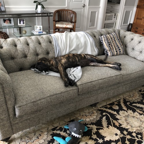 Pet Friendly Furniture Fabrics Joybird The Look Liam Sofa Photo By Monica Reese