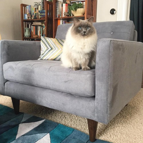 Eliot Collection Joybird