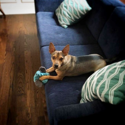 Customer Pet Photos Joybird