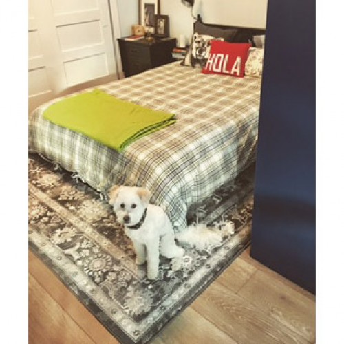 Customer Pet Photos Joybird